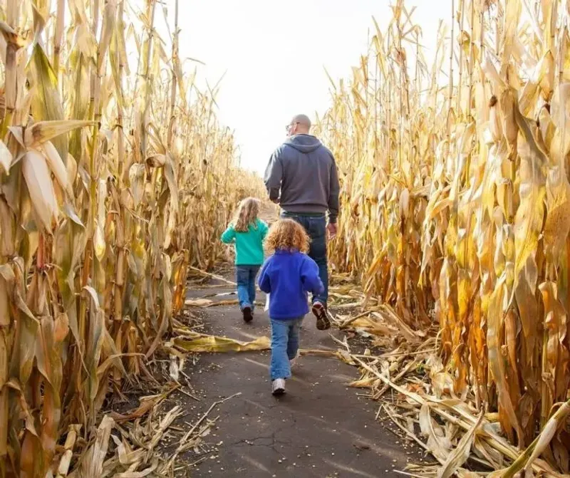 Enchanted Acres' Witching Hour Cornfield