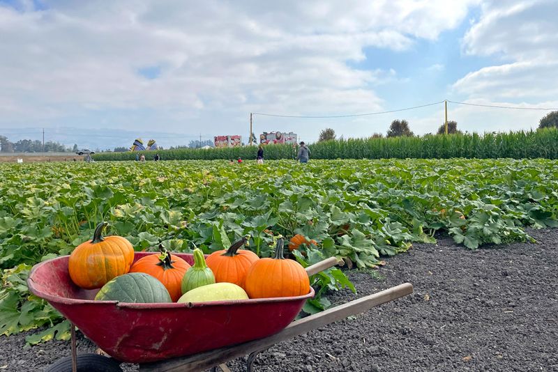 Petaluma Pumpkin Patch in Sonoma County: North Bay Tradition with a Corn Maze