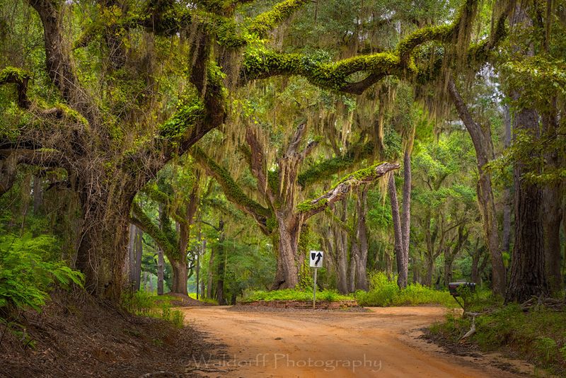 Tallahassee's Canopy Roads