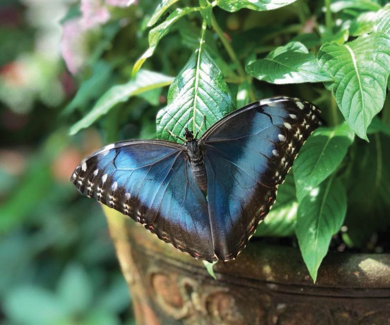 Key West Butterfly and Nature Conservatory