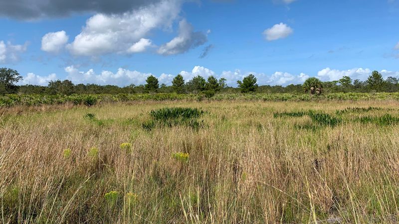 Golden Aster Scrub Nature Preserve (Hillsborough County)