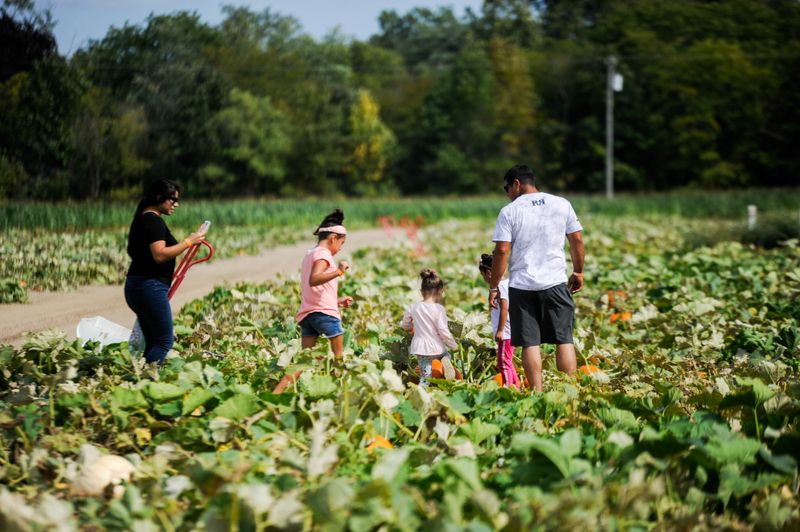 DeBuck's Family Farm in Belleville: Corn Mazes and Colorful Gourds