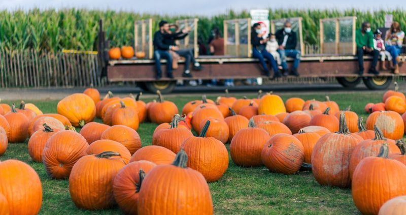 Page Farms: Raleigh's Fourth-Generation Family Festival