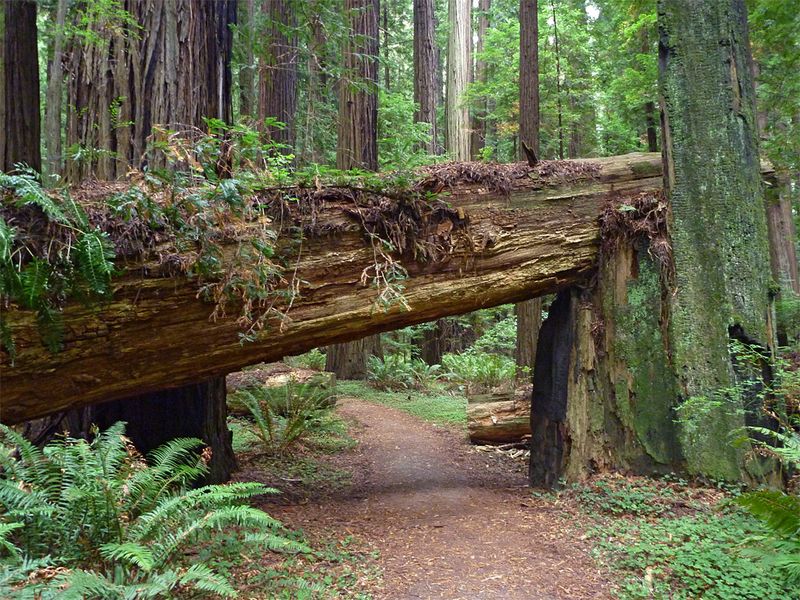 Grizzly Creek Redwoods State Park