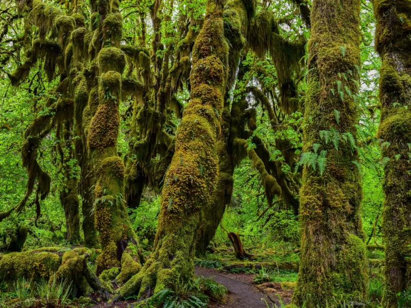 Hoh Rain Forest Trail in Olympic National Park
