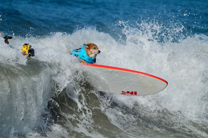 Huntington Dog Beach: Surf's Up For Pups