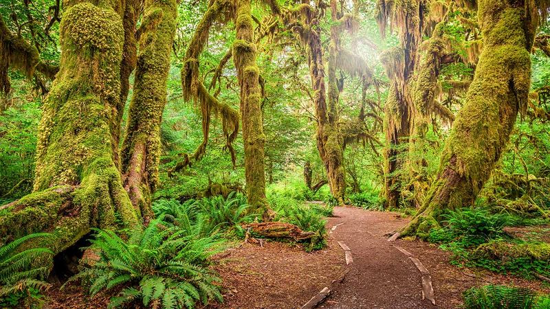 Hall of Mosses Nature Trail - Hoh Rain Forest