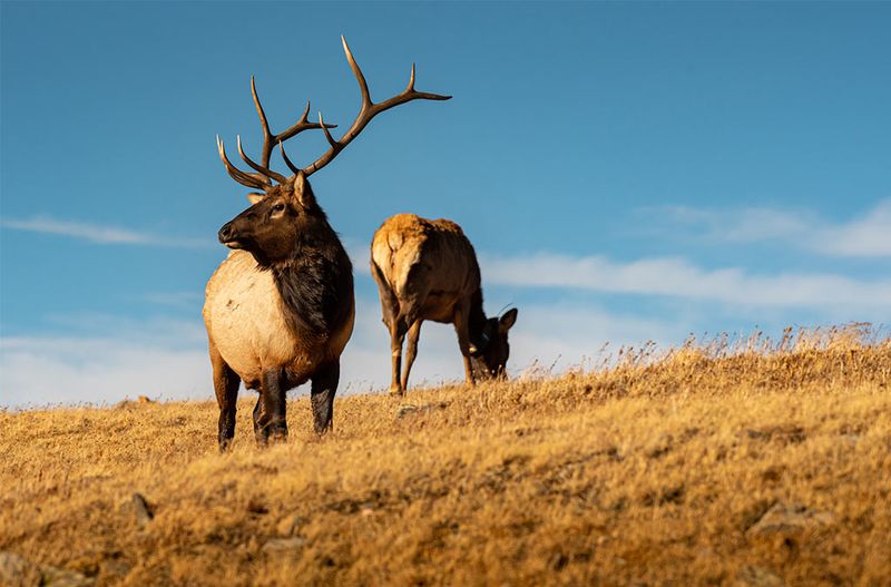 Upper Beaver Meadows: Elk's Secret Gathering Place