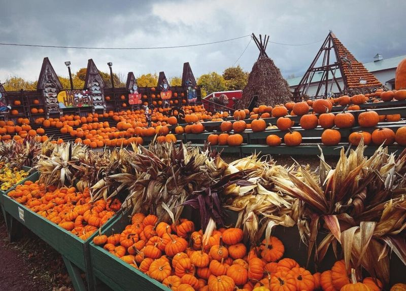Great Pumpkin Farm Festival
