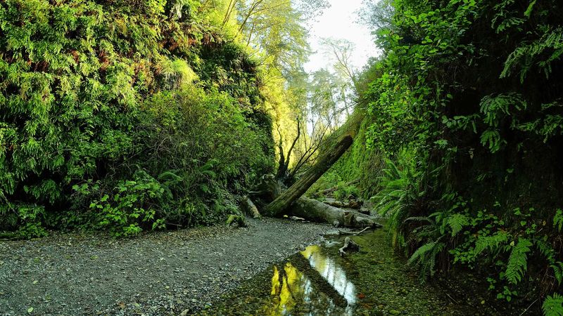 Fern Canyon Loop in Prairie Creek Redwoods