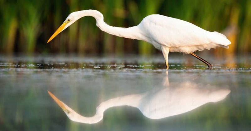 Wildlife and Natural Beauty Everywhere