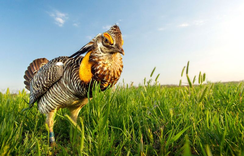 Attwater Prairie Chicken National Wildlife Refuge: Last Stand for a Prairie Icon