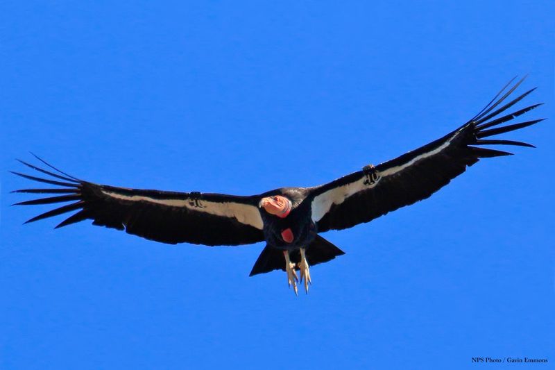 Home to the Magnificent California Condor