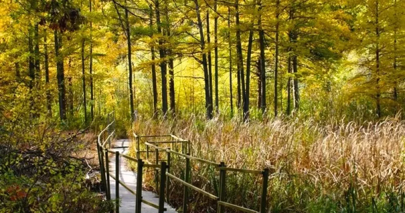 Urban Forest Retreat At Theodore Wirth Park