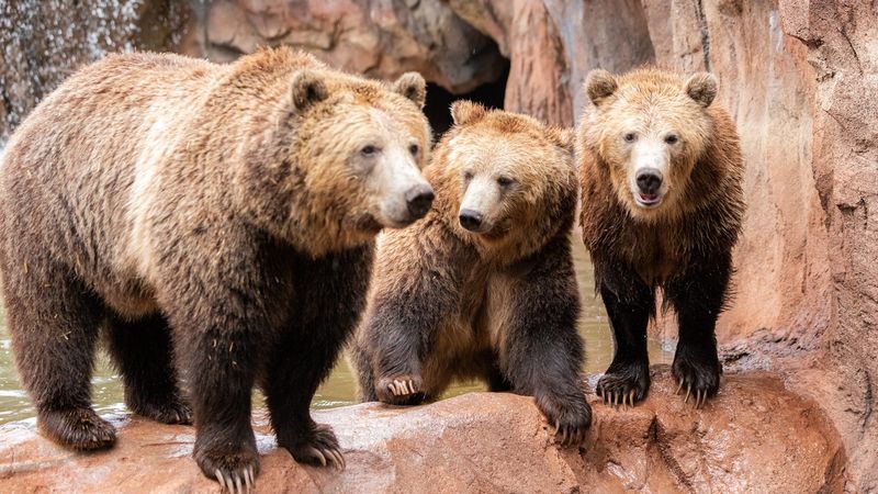 Bearizona Wildlife Park