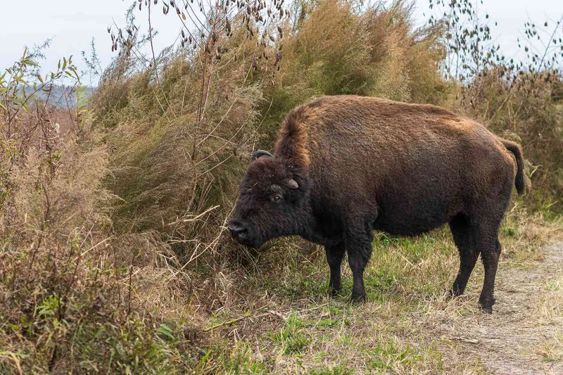 Micanopy and Paynes Prairie