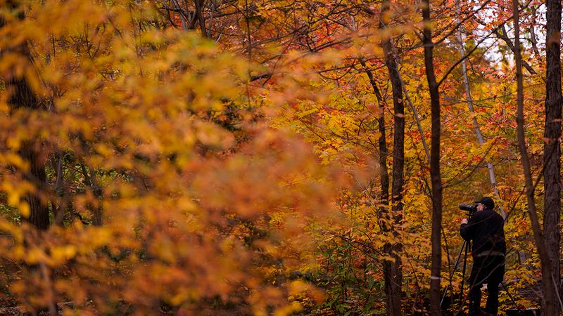 Morton Arboretum's Colorful Refuge