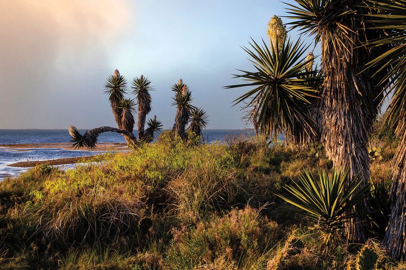 Laguna Atascosa National Wildlife Refuge & Padre Island