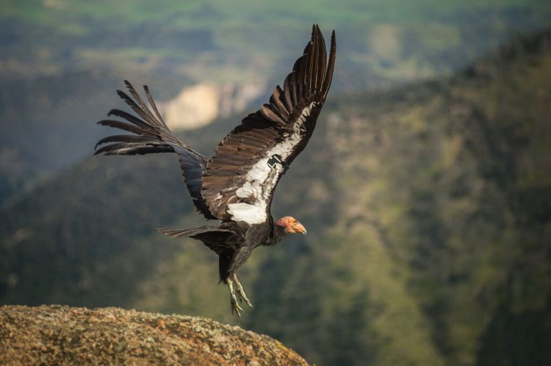 Sespe Condor Sanctuary