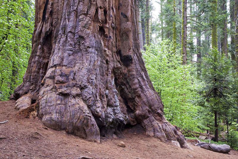 Nelder Grove