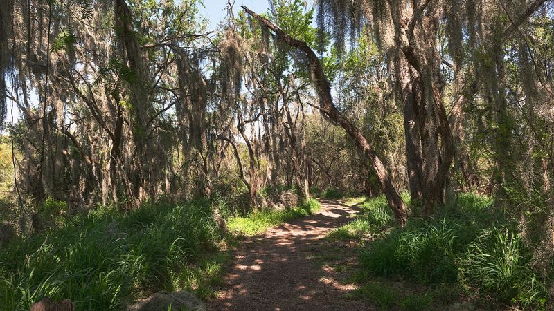 Lower Rio Grande Valley National Wildlife Refuge: Wildlife Corridor