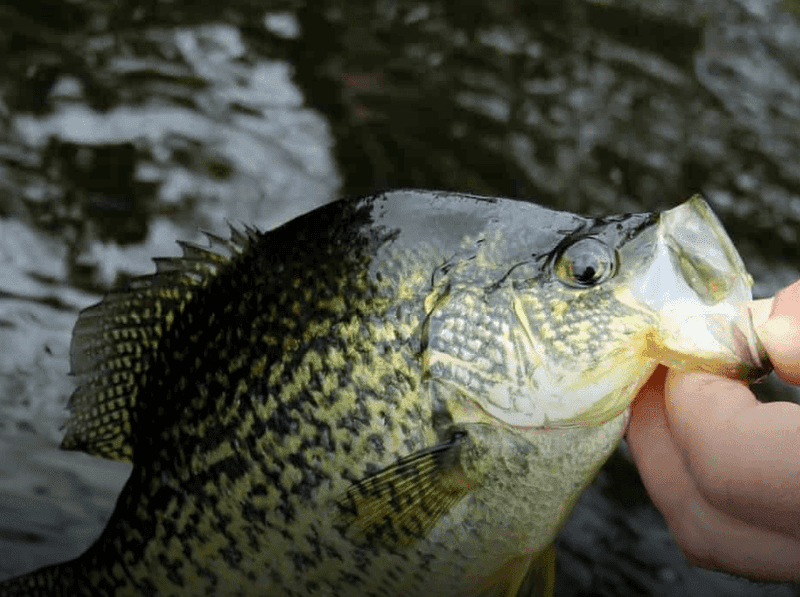Houghton Lake's Pan-fishing Paradise