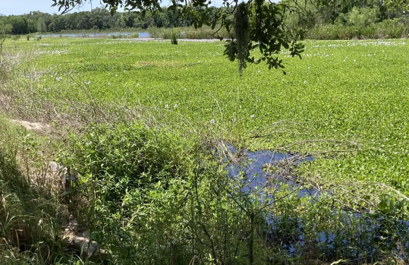 Wildlife Wonderland at Brazos Bend