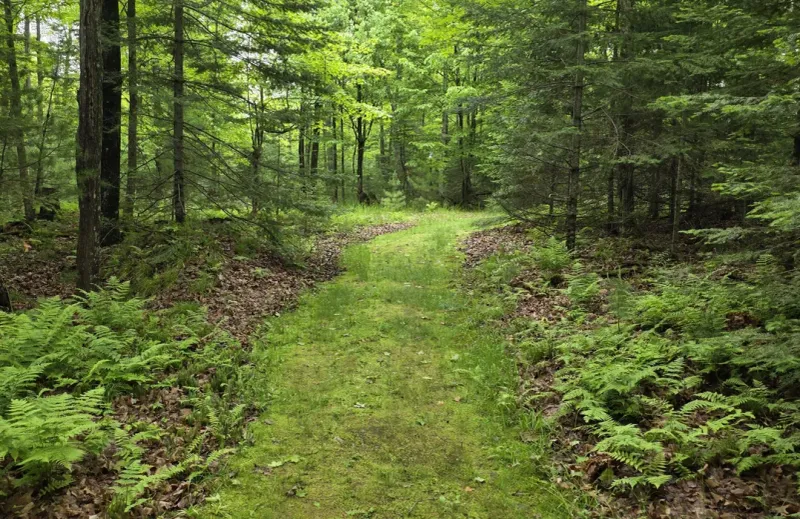 Fern Ridge Trail, Northwoods Region