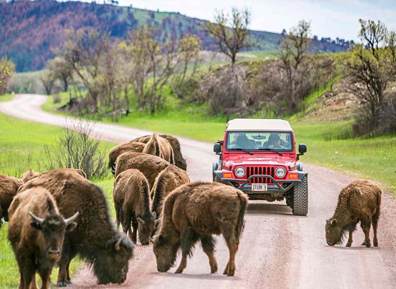 Custer State Park: Wildlife Wonderland