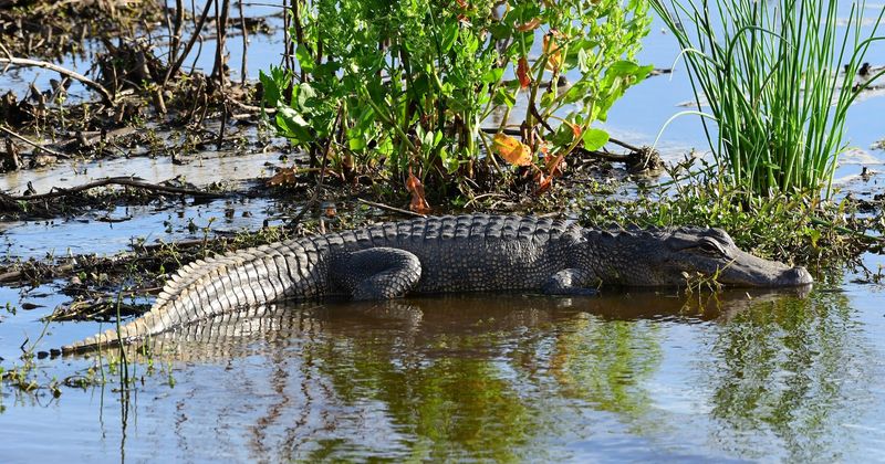 Anahuac National Wildlife Refuge: Waterfowl Wonderland