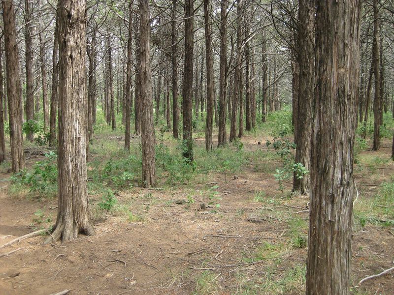 The Parallel Forest In The Wichita Mountains