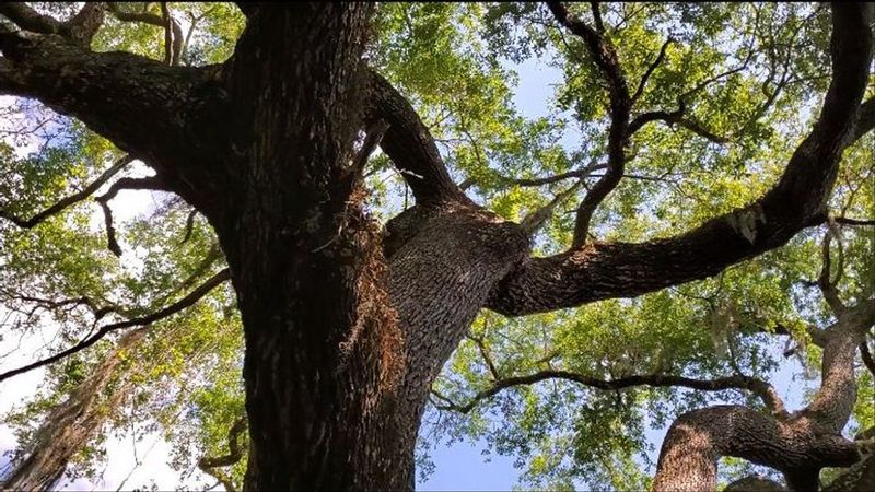 Devil's Tree: Port St. Lucie's Sinister Landmark