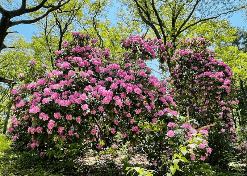 Maudslay State Park: Victorian Garden Wonderland