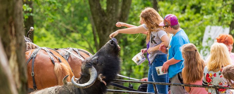 Staged Amish Farm Tours