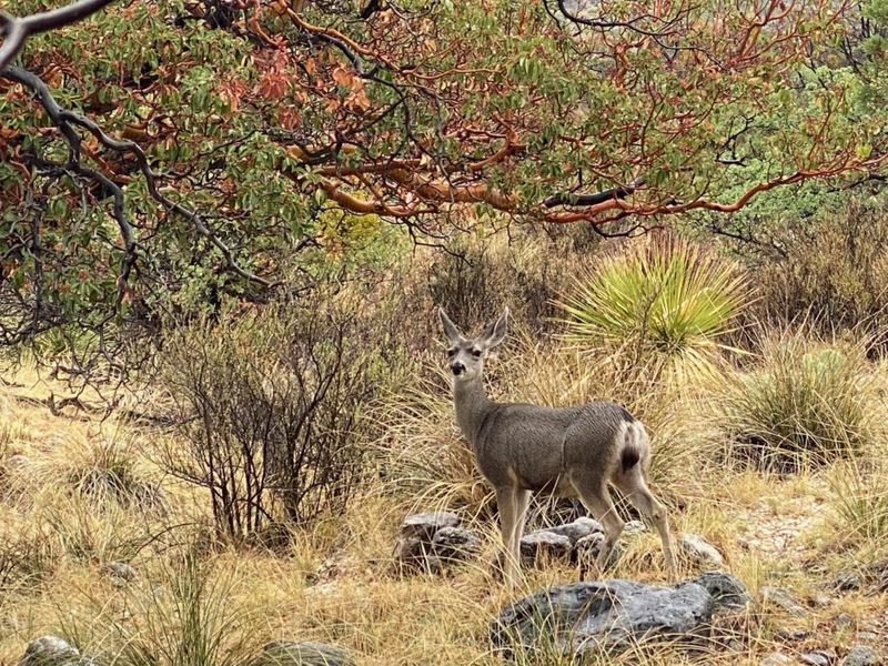 Guadalupe Mountains National Park