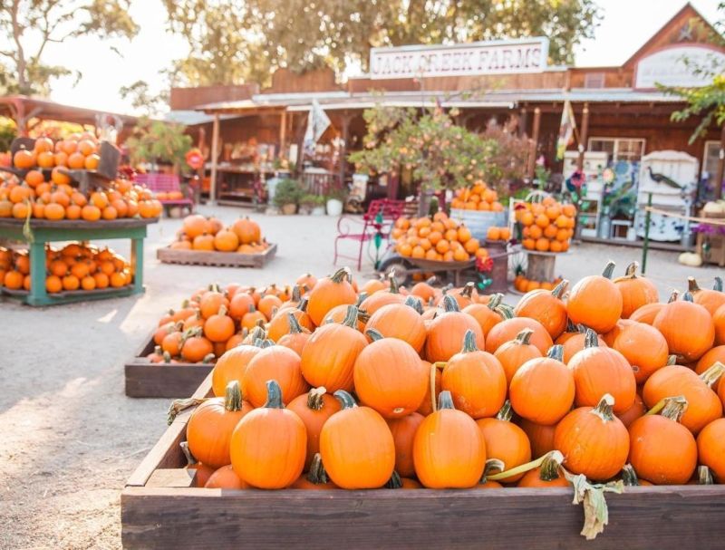 Jack Creek Farms in Templeton: Small-Town Patch with Rustic Charm