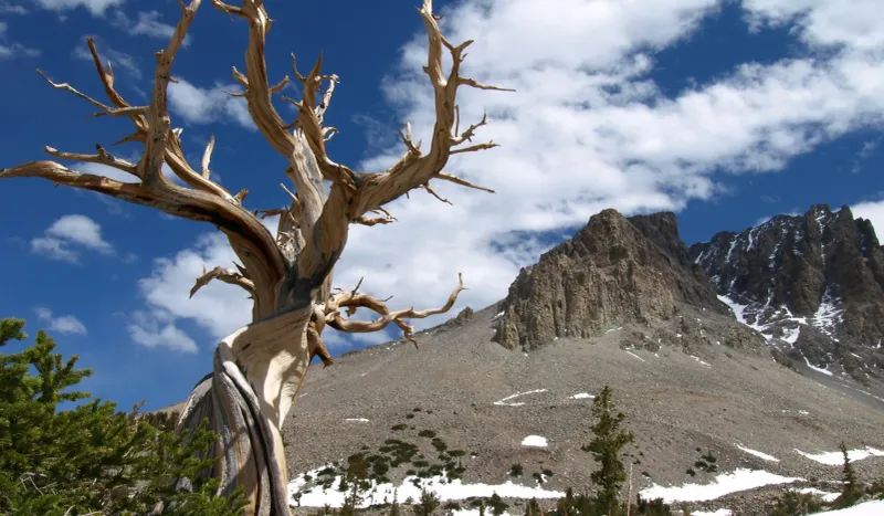 Alta-Toquima Wilderness Peaks