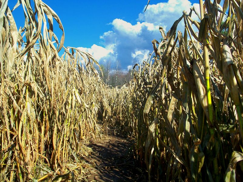 Howell's Pumpkin Patch After Dark Experience