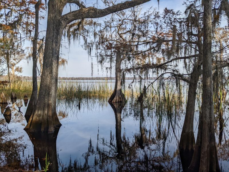 Disney Wilderness Preserve (near Kissimmee)