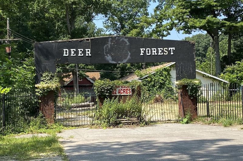 Deer Forest Fun Park