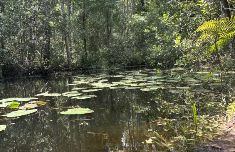 Cypress Creek Preserve