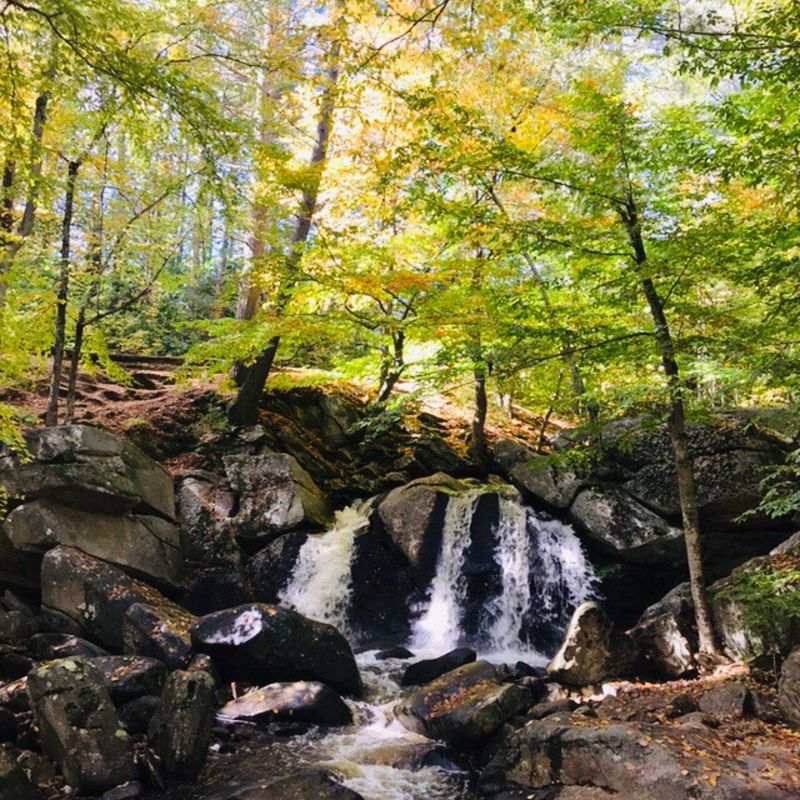 Pearl Hill State Park: Forest Bathing Retreat