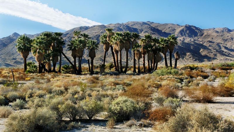Peaceful Desert Retreat near Joshua Tree (Twentynine Palms)