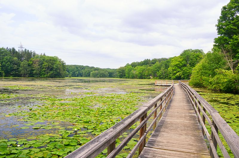 Teatown Lake's Wildflower Peninsula