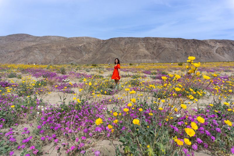 Anza-Borrego Desert State Park (Borrego Valley)