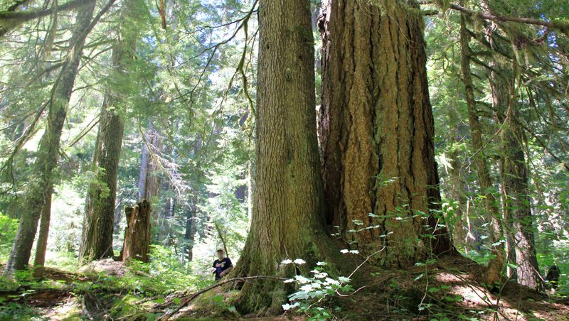 Opal Creek Ancient Forest: Old Growth Under Pressure