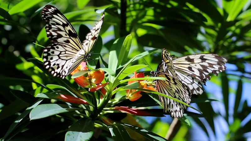 Florida Museum's Butterfly Rainforest