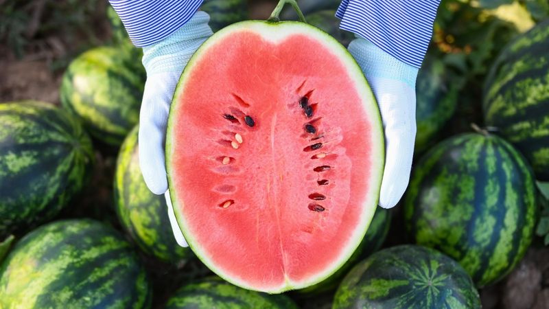 Cordele Farmers Market - Watermelon Capital Showcase