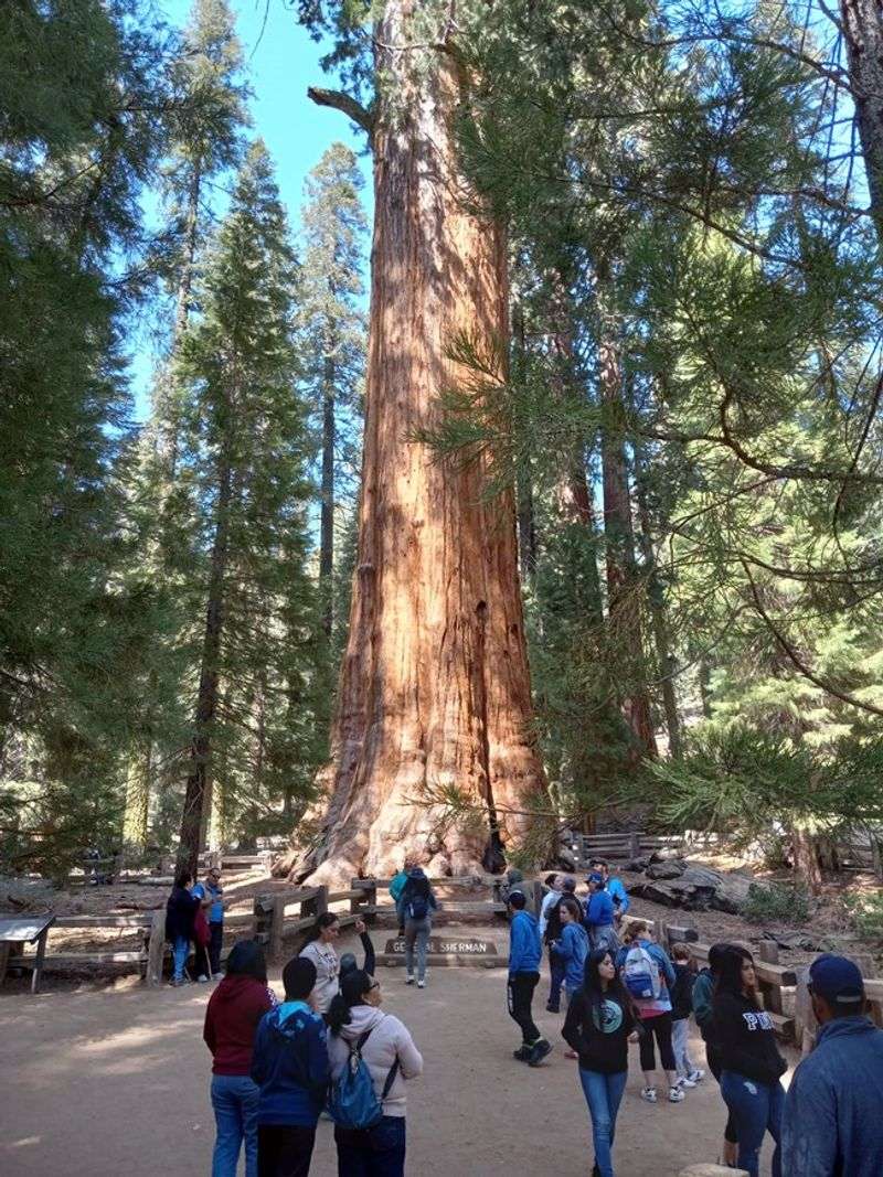 Sequoia National Park: Ancient Giants Under Siege