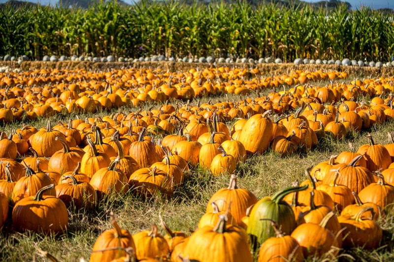 Half Moon Bay: Pumpkin Capital with Spectacular Surfing